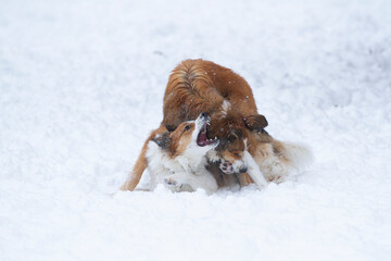 Two dogs playing in an open snowy field.
