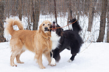 Two dogs playing with a stick in the snow.