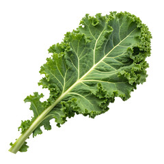 A whole single curly kale leaf isolated on a transparent background