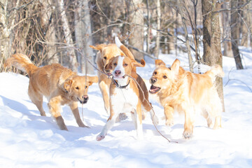 Group of dogs playing with a stick in the snow.