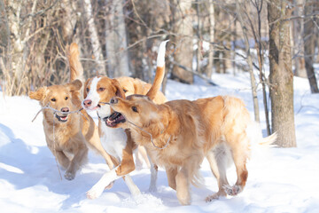 Group of dogs playing with a stick in the snow.