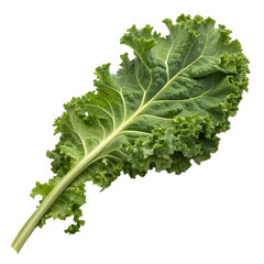 A whole single curly kale leaf isolated on a transparent background