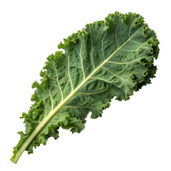 A whole single dinosaur kale leaf isolated on a transparent background