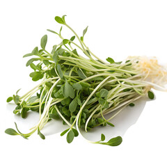 A whole single fenugreek sprout isolated on a transparent background