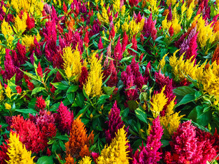 Colourful Celosia flower or Cockscomb blooming in garden. Beautiful flower multi color with Celosia Argentea or Plumed cockscomb blossom nature background. Celosia spicata, woolflowers, Rooster comb
