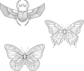 Black and white insect and butterfly illustrations, vector design