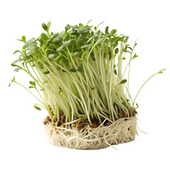 A whole single mung bean sprout isolated on a transparent background
