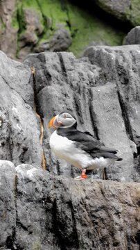 Atlantic Puffin (Fratercula arctica) Standing on Coastal Cliffs and Ravines | 4K Wildlife Stock Footage