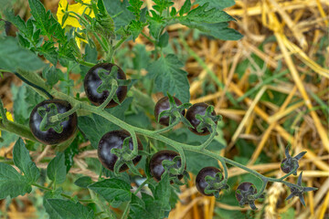 Black tomatoes growing on a lush green vine
