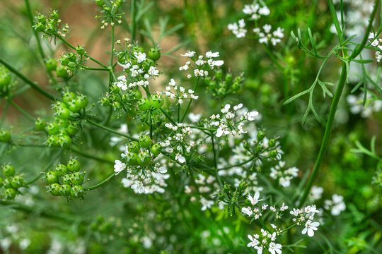 Fresh coriander flowers blooming in a garden
