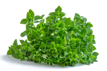 Fresh oregano sprigs are ready for culinary use