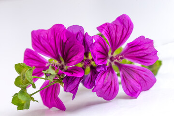 Obraz premium Close-up of bright purple flowers