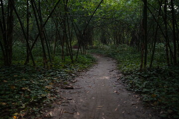 Forest road royality free image, forest road image,dens forest image
