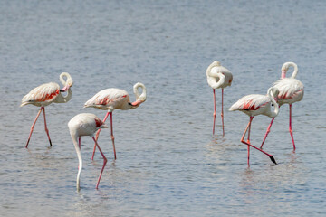 Greater Flamingos in Monastir Salt Flats, Tunisia