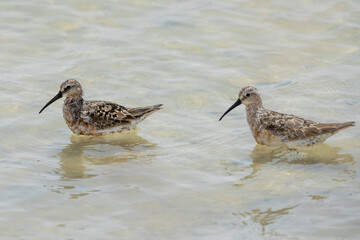 Curlew Sandpiper (Calidris ferruginea) Feeding in Shallow Water