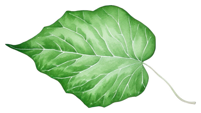 PNG Plant leaf xanthosoma freshness.