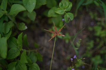 spider on a green leaf,spider plant image