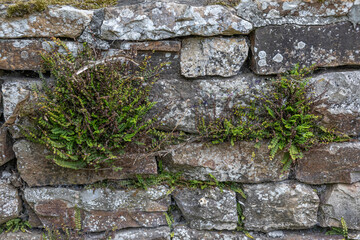 Ferns growing on an ancient stone wall
