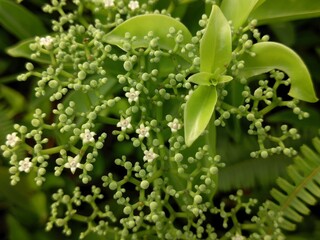 Close-Up of Small White Flowers and Green Buds