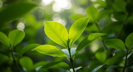 Sunlight filtering through vibrant green leaves in a lush forest setting