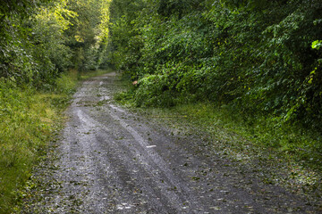 Scenic nature path surrounded by greenery