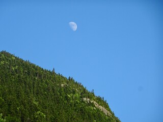 moon over the forest
