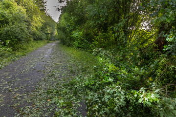 Leaves cover a quiet pathway after a rainstorm