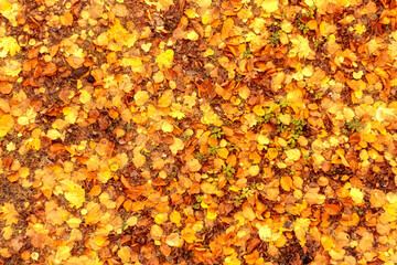 Bright yellow and orange leaves cover ground, creating vivid autumn scene. Natural backdrop of colorful foliage