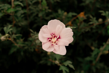Obraz premium A single soft pink hibiscus flower with a deep magenta center stands out against a dark green blurred background