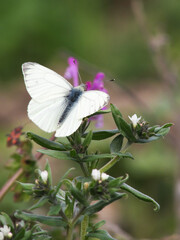 Close-up of a Pieris napi butterfly resting on a green leaf, showcasing its delicate white wings with black markings.