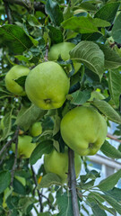 Green apples hanging on tree branch close-up. Ripe fruits among green leaves in orchard. Organic farming and harvest concept