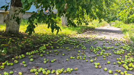 Fallen rotten and wormy green apples lying on the ground under apple tree branches on a footpath....