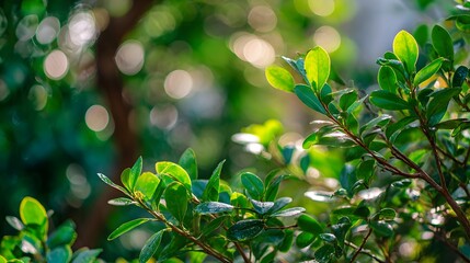 Fototapeta premium Close-up view of vibrant green foliage.