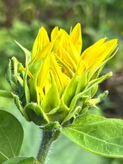 Słoneczki, polska wieś