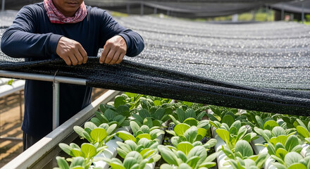 Farmer installing a protective shade net over young green vegetable crops in a modern greenhouse.