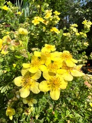 Kwiaty polne, polska wieś  © Maciej G. Szling