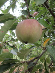 Apfel in Nahaufnahme am Apfelbaum im Garten