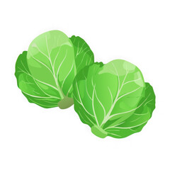 Obraz premium Two fresh green cabbage heads isolated on transparent background