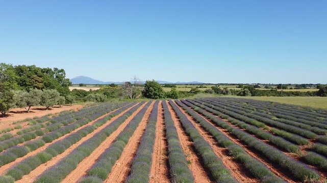 Aerial drone view flying over vibrant lavender fields under a clear blue sky. Lavender and travel idea. Nature and holiday concept.