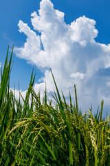 実った稲穂と青空と白い雲