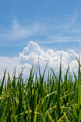 実った稲穂と青空と白い雲