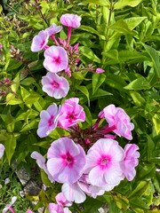 Różowe polne kwiaty, polska wieś  © Maciej G. Szling