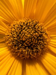 Polne żółte kwiaty, polska wieś © Maciej G. Szling