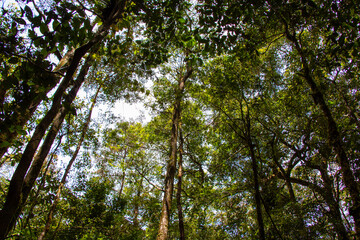 Fototapeta premium Beautiful tropical nature in Kinabalu National Park, Malaysia