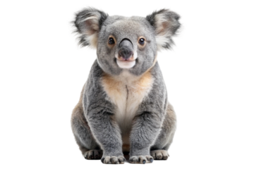 Front portrait of a sitting koala with tongue out and ears raised on black background