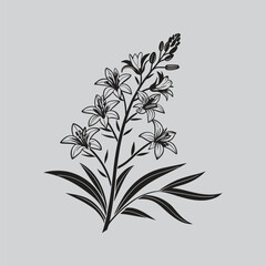Gladiolus Decorative Lily Floral Illustration