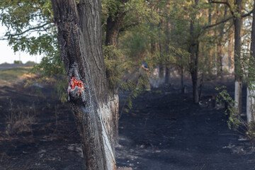 A tree is burning and in the background a firefighter is putting out the fire