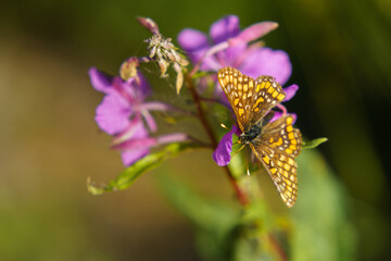 Heath fritillary butterfly on pink flower close-up