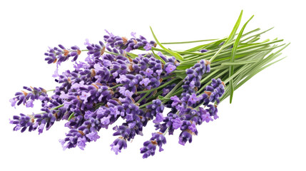 Fototapeta premium lavender on white background