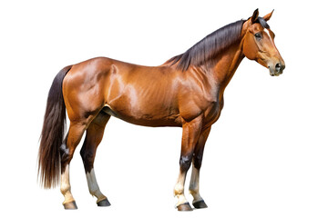 Obraz premium Brown muscular horse with dark mane isolated on black background